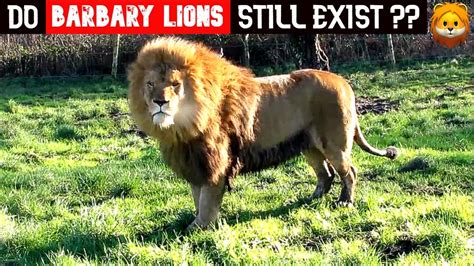 do barbary lions still exist.